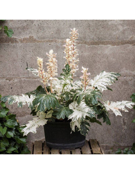 Akant Whitewater Acanthus