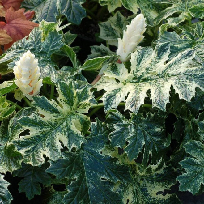 Akant Acanthus Whitewater