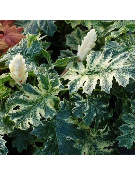 Akant Acanthus Whitewater