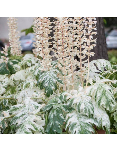 Akant miękki Tasmanian Angel Acanthus mollis