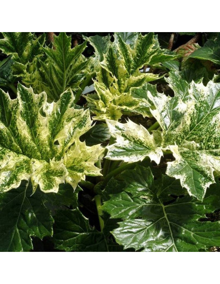 Tasmanian Angel Acanthus mollis Akant miękki