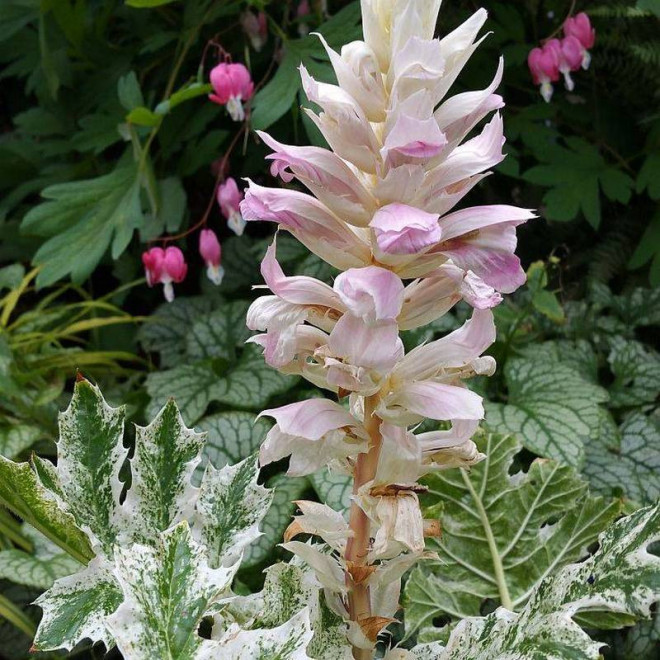 Akant miękki Acanthus mollis Tasmanian Angel