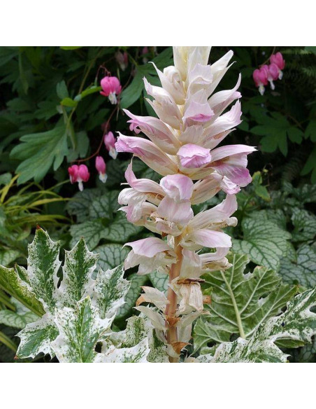 Akant miękki Acanthus mollis Tasmanian Angel