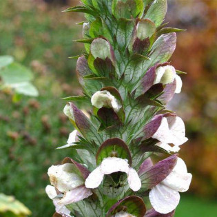 Akant miękki Jeff Albus Acanthus mollis