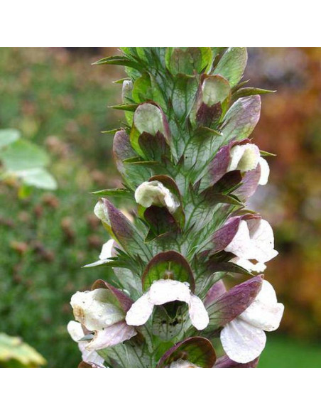 Akant miękki Jeff Albus Acanthus mollis