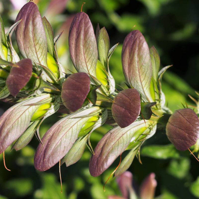 Jeff Albus Acanthus mollis Akant miękki