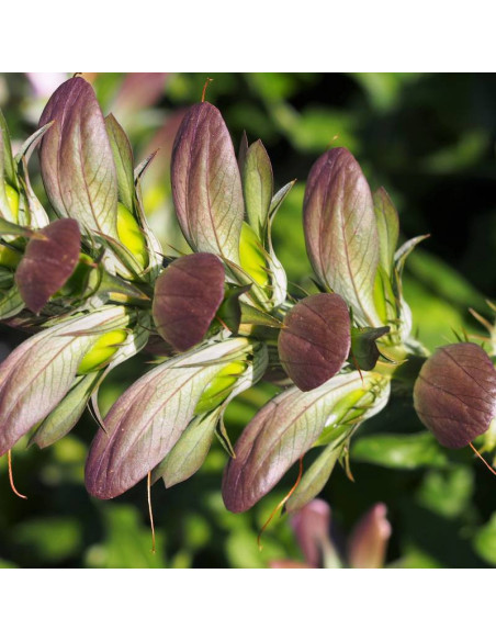 Jeff Albus Acanthus mollis Akant miękki