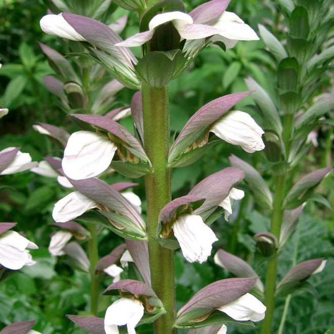 Acanthus mollis Akant miękki