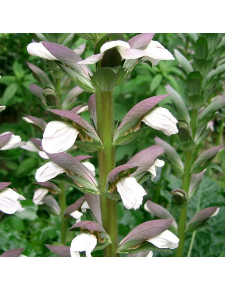 Acanthus mollis Akant miękki
