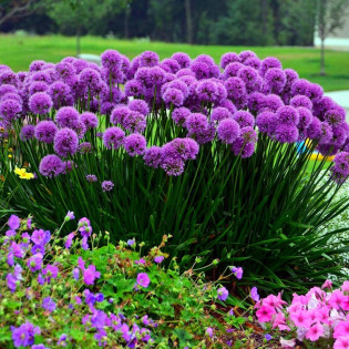 Czosnek olbrzymi Allium giganteum
