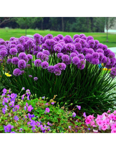 Czosnek olbrzymi Allium giganteum