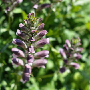 Acanthus mollis Akant miękki 2