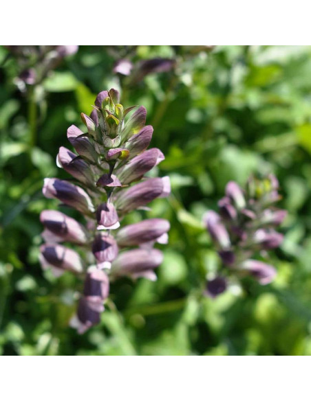 Akant miękki Acanthus mollis