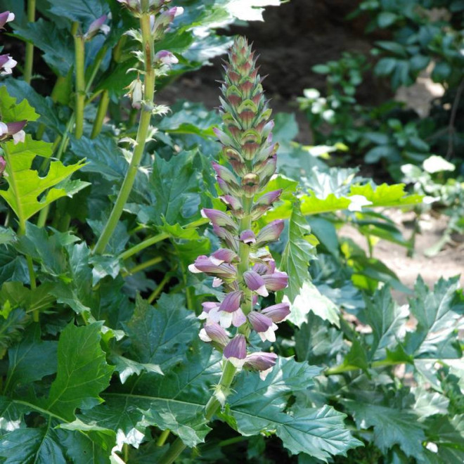 Akant Acanthus mollis miękki