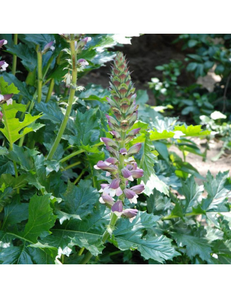 Akant Acanthus mollis miękki