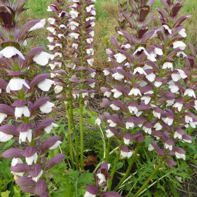 Akant węgierski White Lips Acanthus hungaricus