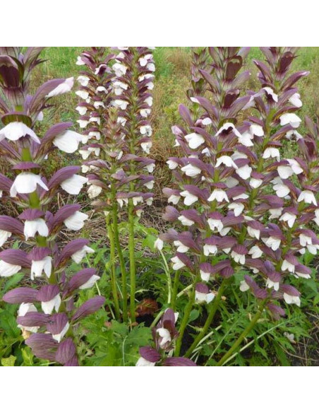 Akant węgierski White Lips Acanthus hungaricus