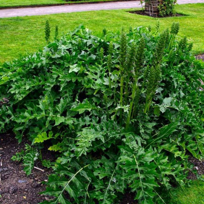 White Lips Acanthus hungaricus Akant węgierski