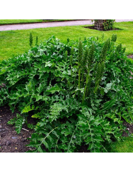 White Lips Acanthus hungaricus Akant węgierski