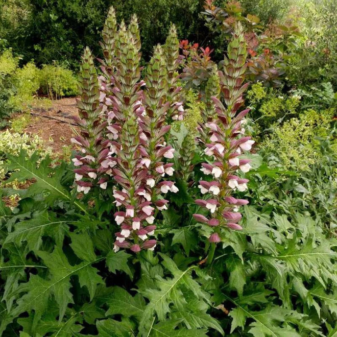 Akant węgierski Acanthus hungaricus White Lips