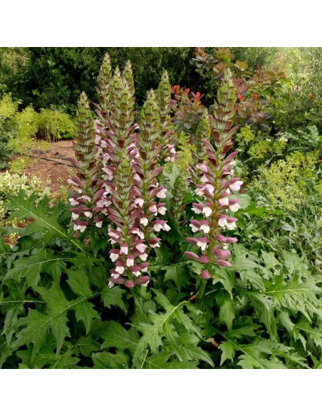 Akant węgierski Acanthus hungaricus White Lips