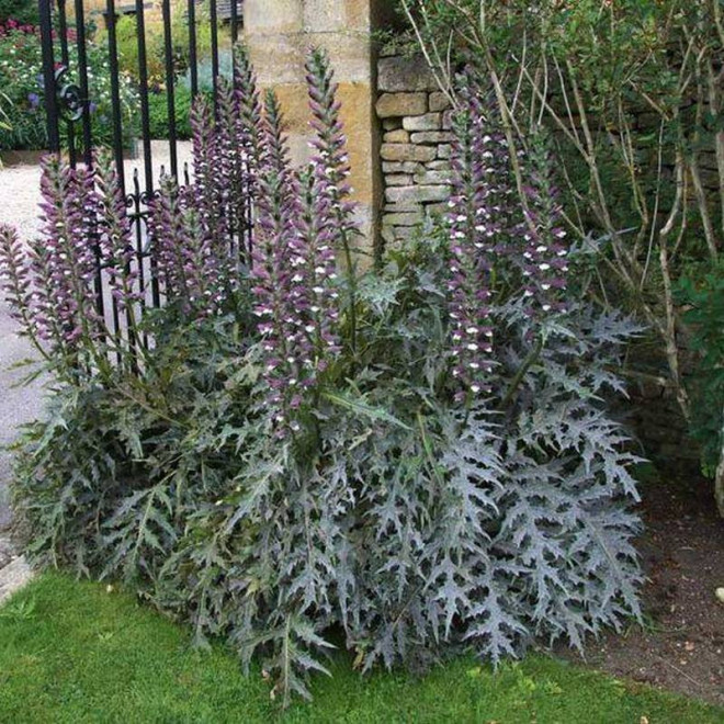 Acanthus hungaricus Akant węgierski