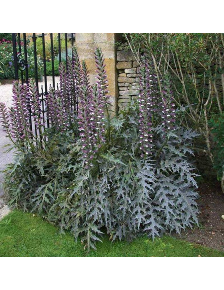 Acanthus hungaricus Akant węgierski