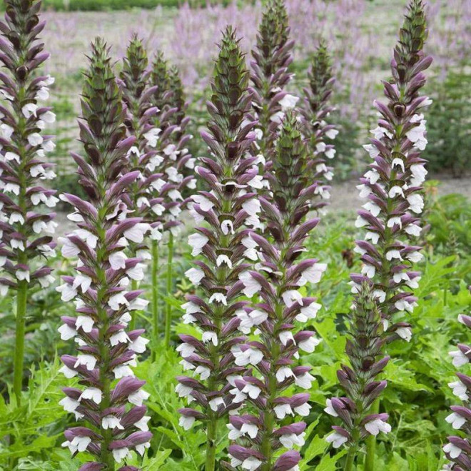 Akant węgierski Acanthus hungaricus