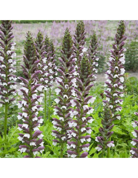 Akant węgierski Acanthus hungaricus