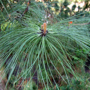 podgat. skalny Pinus ponderosa Sosna żółta