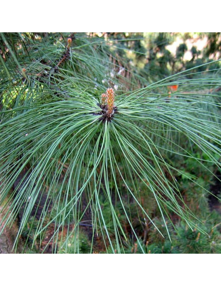 podgat. skalny Pinus ponderosa Sosna żółta