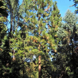 podgat. skalny Pinus ponderosa Sosna żółta 2