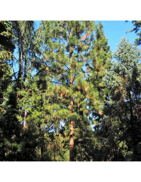 Sosna żółta podgat. skalny Pinus ponderosa