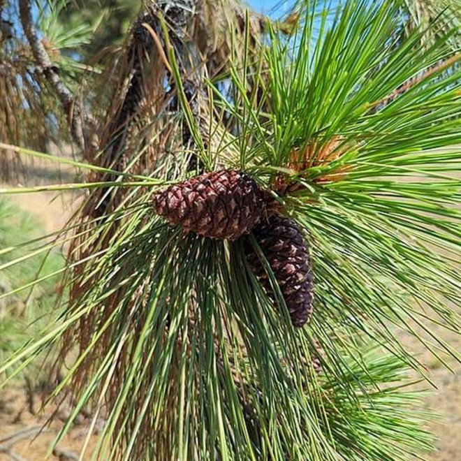 Sosna żółta Pinus ponderosa podgat. skalny