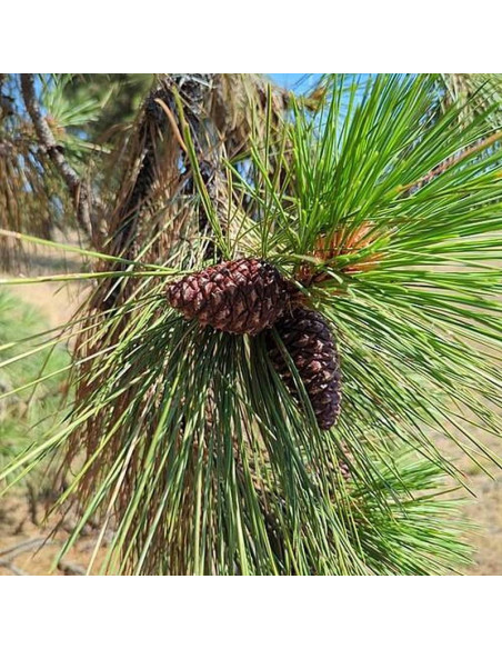 Sosna żółta Pinus ponderosa podgat. skalny