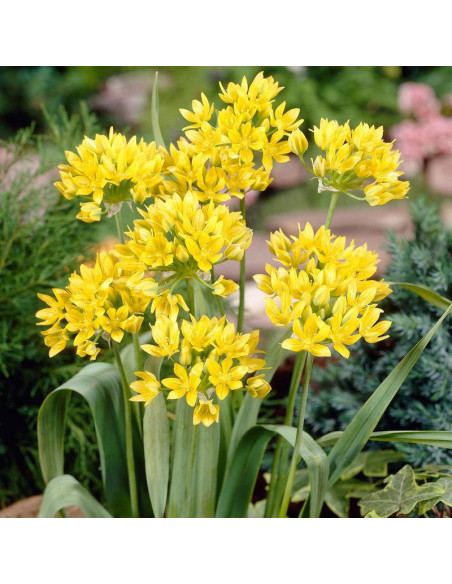 Czosnek południowy Allium moly