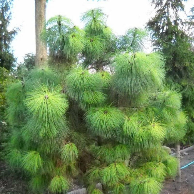 Jaune Pinus ponderosa Sosna żółta