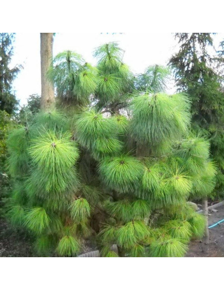 Jaune Pinus ponderosa Sosna żółta