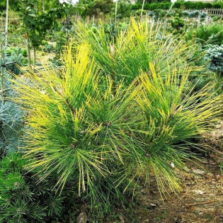 Jaune Pinus ponderosa Sosna żółta 2