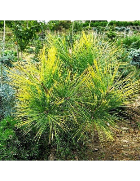Sosna żółta Jaune Pinus ponderosa