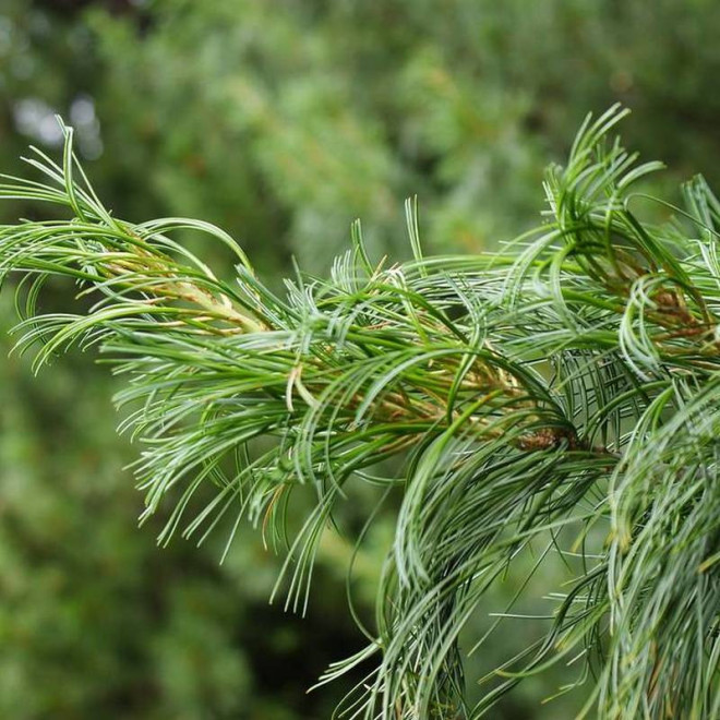 Torulosa Pinus strobus Sosna wejmutka