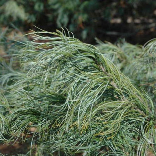 Torulosa Pinus strobus Sosna wejmutka 2