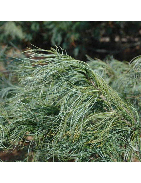 Sosna wejmutka Torulosa Pinus strobus