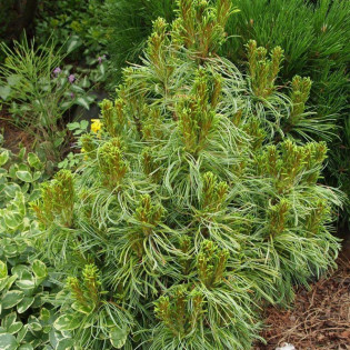 Tiny Curls Pinus strobus Sosna wejmutka