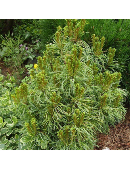 Tiny Curls Pinus strobus Sosna wejmutka