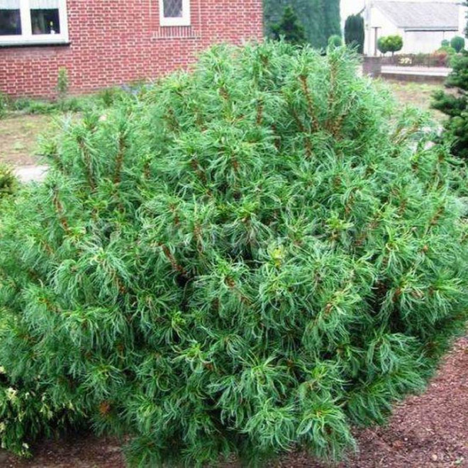 Sosna wejmutka Tiny Curls Pinus strobus