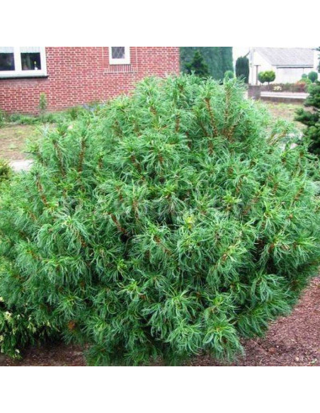 Sosna wejmutka Tiny Curls Pinus strobus