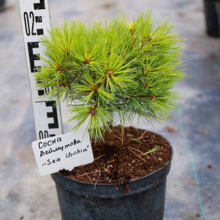 Sosna wejmutka Sea Urchin Pinus strobus