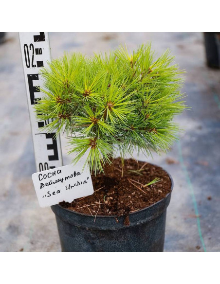 Sosna wejmutka Sea Urchin Pinus strobus