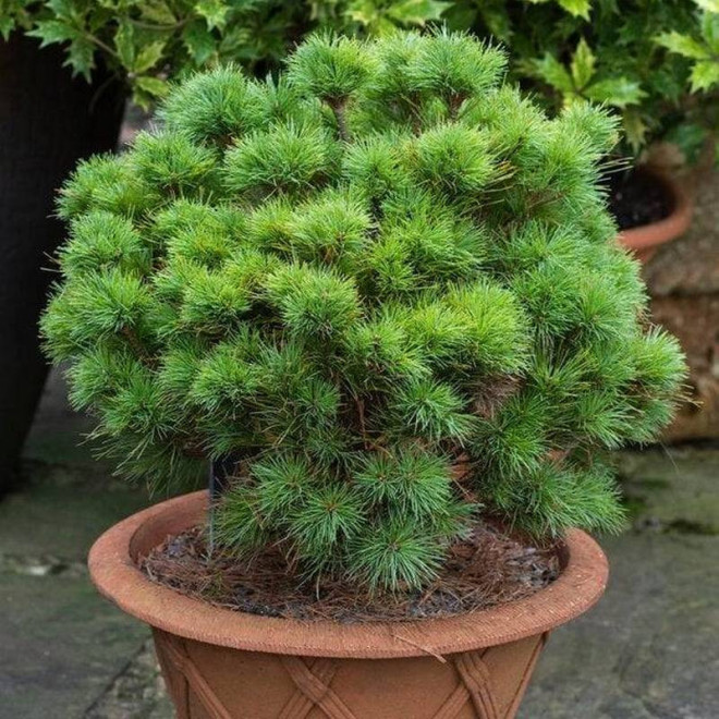 Sea Urchin Pinus strobus Sosna wejmutka